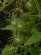 green unripe tomatoes on a branch