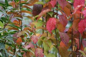 red autumn leaves on a bush