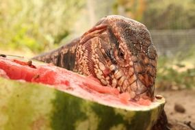 lizard eating watermelon close up