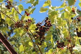 bunch of grapes on branches close-up on blurred background