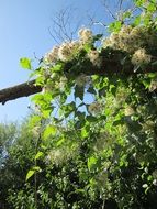 clematis vitalba, old manâs beard vine with seeds