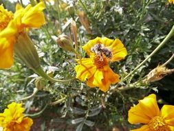 Hummel on the yellow fruits