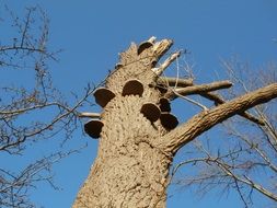 cottonwood tree