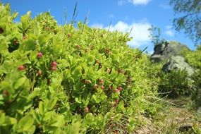 green bushes with berries