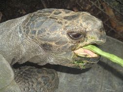 Eating tortoise in a zoo