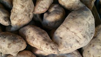 vegetable roots on the market