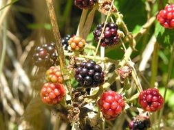 blackberry in the forest close up