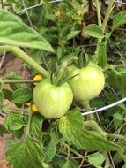 tomato green