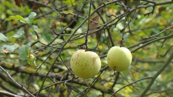 two yellow autumn apples on the tree