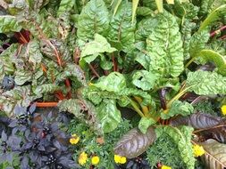 Vegetables in a garden