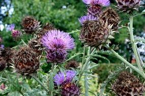 artichoke plant flowers