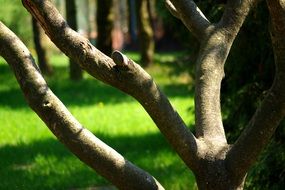 tree and grass