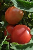 ripe large tomatoes on a bush close-up