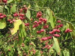 branch of the European euonymus