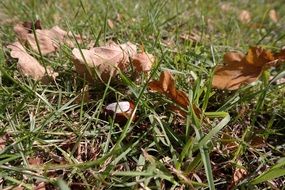 leaves and chestnut on the ground