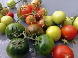 green tomatoes on the branches on the table