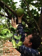 man breaks lime from a tree