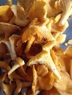 pile of raw mushrooms