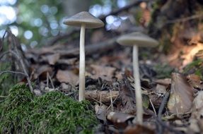 Gray mushrooms among dry foliage