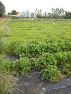 rural vegetable growing