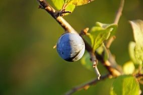 Macro photo of blue fruit on a bush branch