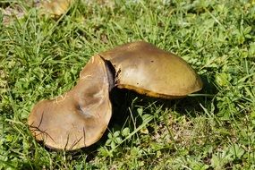 mushrooms in summer