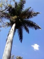 high palm tree against the sky
