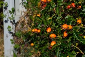 orange fruit on the bush in the garden