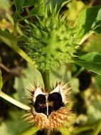 spiky fruit seeds