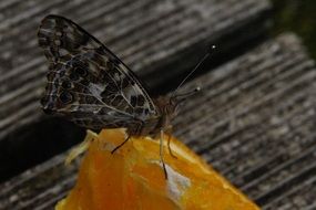 edelfalter butterfly on orange close up