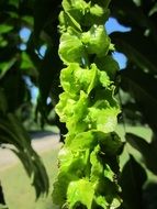dainty pterocarya fraxinifolia