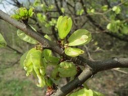 deciduous tree branches Ulmus minor