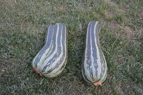 zucchini garden vegetables