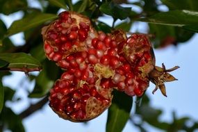 the broken pomegranate on branch