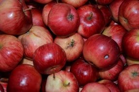 harvest of red apples