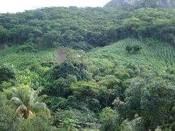 green vegetation in brazil