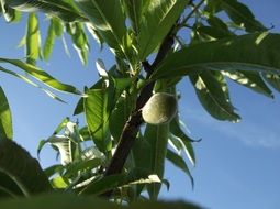 fruit tree in a sunny garden