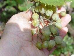 green grapes in hand