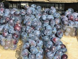 blue plums for sale