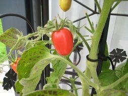 tomato at summer garden