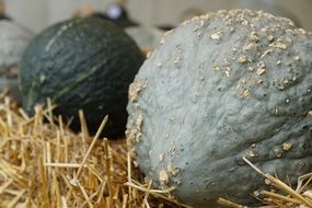 Green grey pumpkin on hay close-up on blurred background