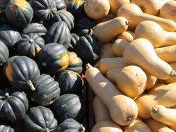 black and orange pumpkin