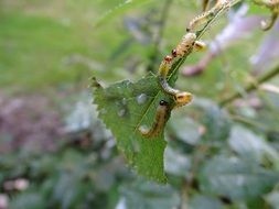 parasite catepillar