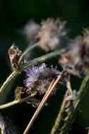 Macro photo of the flowers