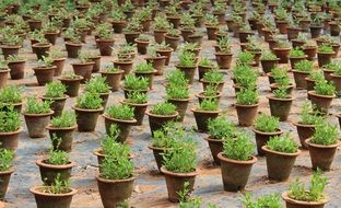 green plants in clay pots in india