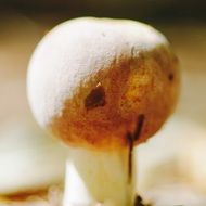 round mushroom closeup