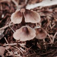 autumn brown toadstools
