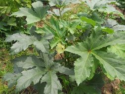 vegetables okra nature