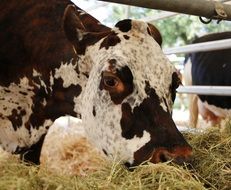 cow eating hay in a stall