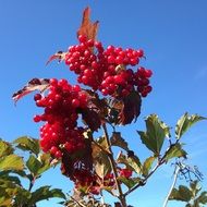 red berries in fall